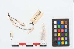 Foto von Korallenfragmente (NHMW-PRAE-025436a)